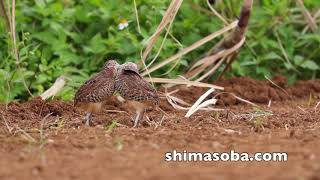 ミフウズラの戦いほか(動画あり)