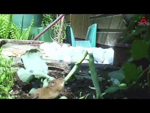 Field mouse ruins my broccoli/ Feldmaus vernichtet Brokkoli