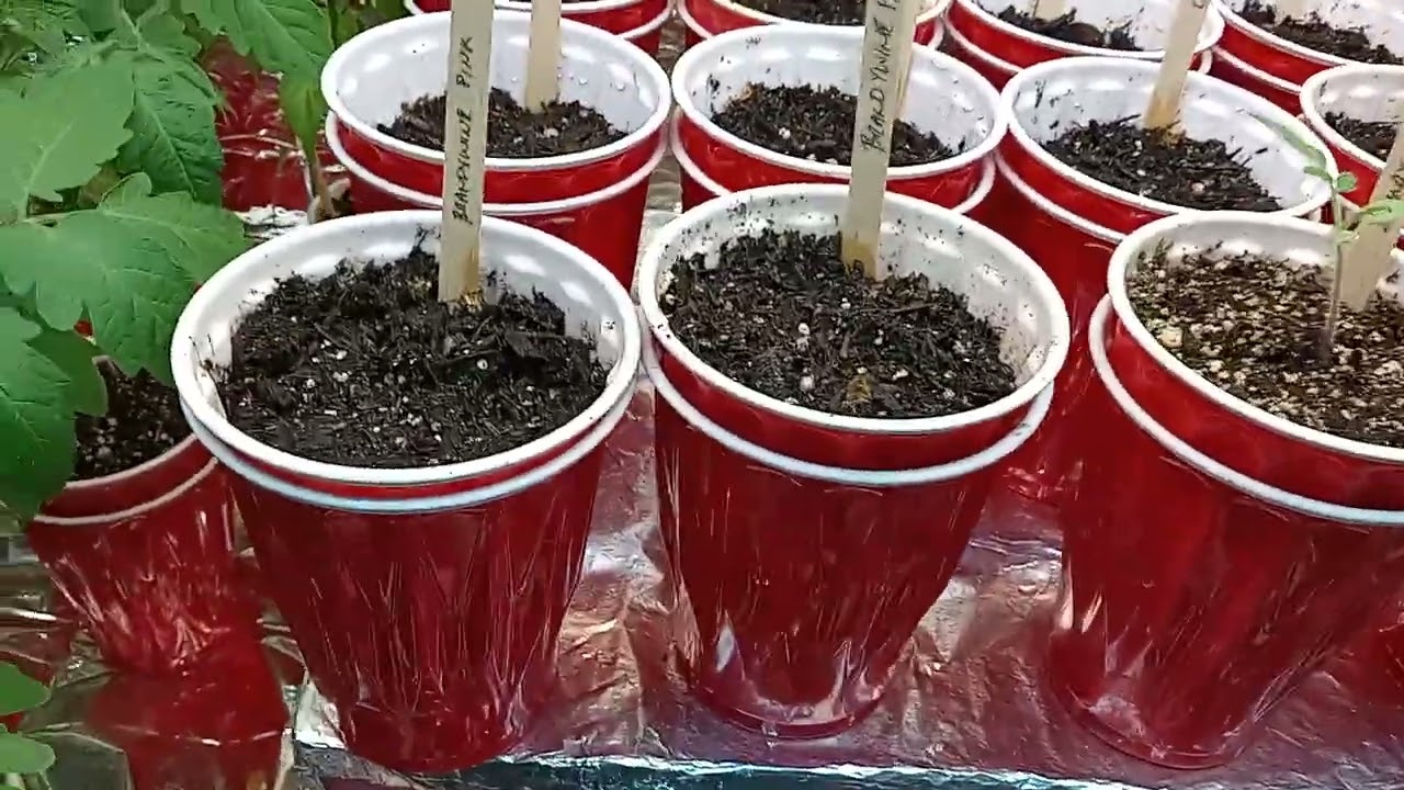 World's 🌎 Best way to grow HUGE Tomato Seedlings 🌱
