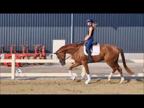 "Vino" Wallach von Vivino x For Romance II (* 2020)