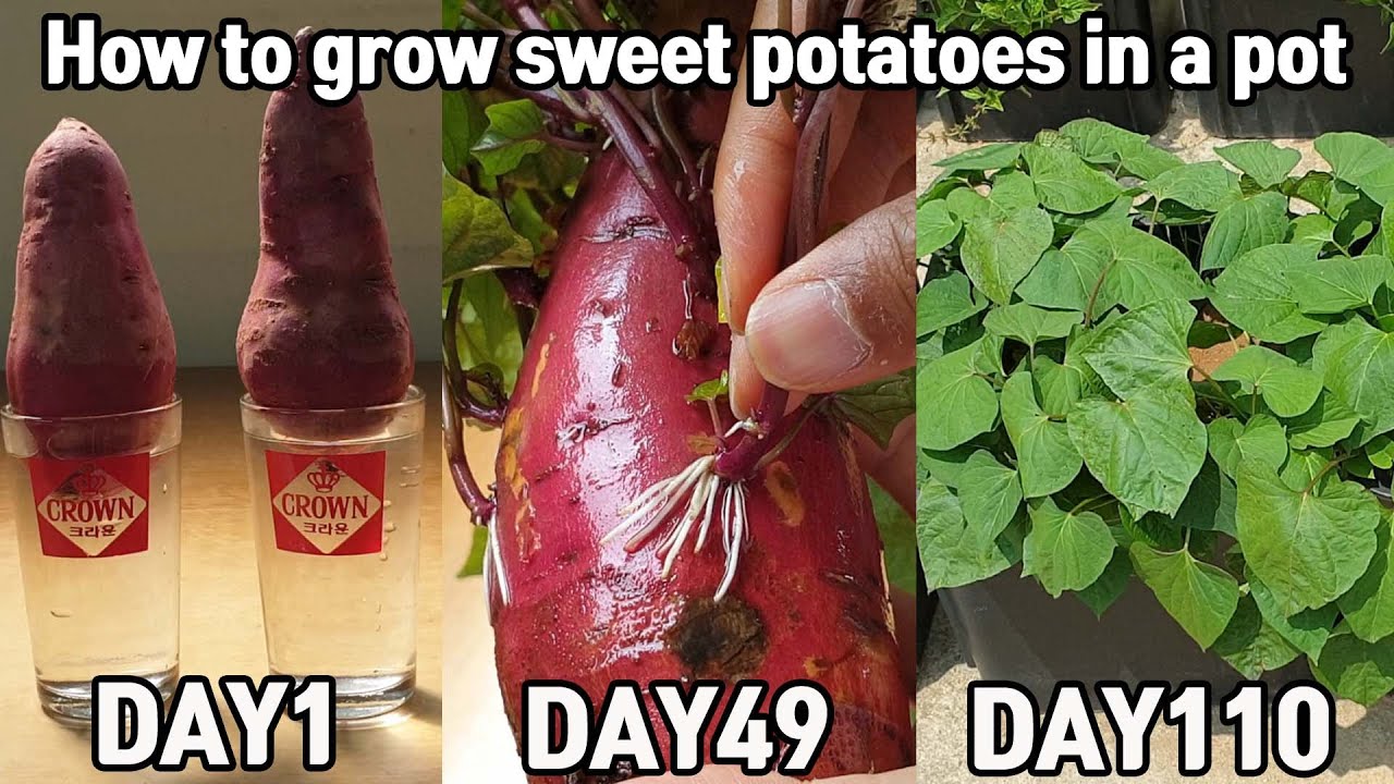 마트 고구마로 고구마모종 얻는 방법!ㅣHow to grow sweet potatoes in a pot