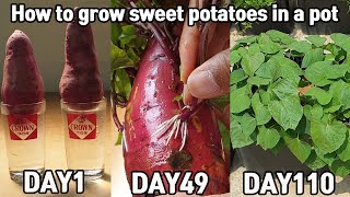 마트 고구마로 고구마모종 얻는 방법!ㅣHow to grow sweet potatoes in a pot