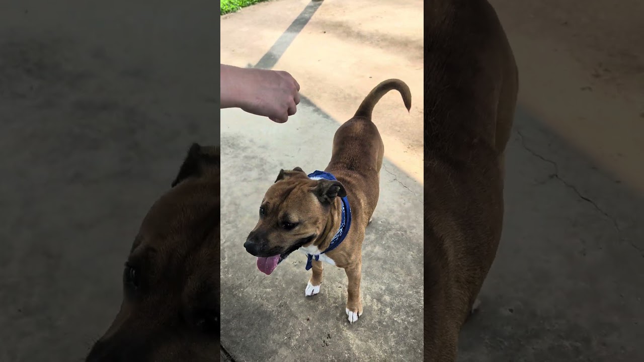 Nyeko, a Adoptable Mixed Breed in Columbiana, AL video 6/6