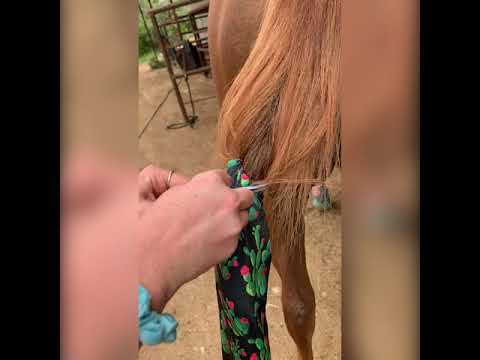 Part of a video titled How to Tie a Tail Bag in Your Horse's Tail - YouTube