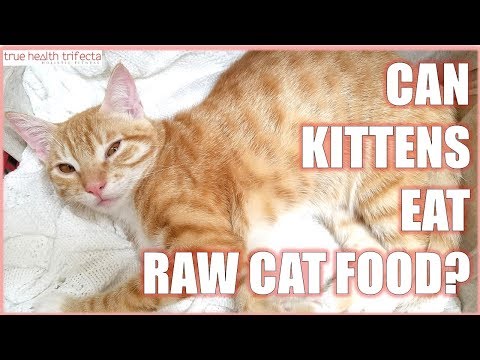 Can KITTENS eat Raw Cat Food? - Cat Lady Fitness