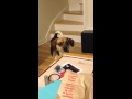 Lola S Temper Tantrum