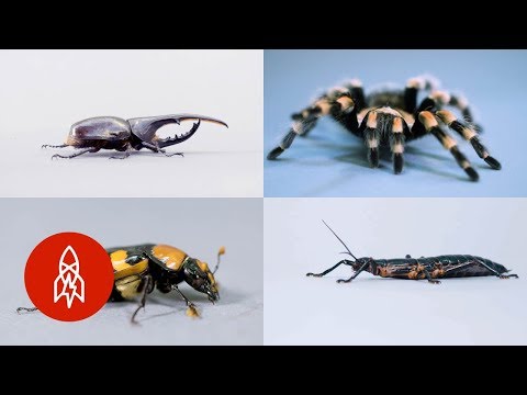 The Secret Life of Bugs