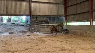 THE LONGHOUSE CHRISTIAN