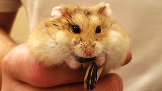 ASMR Dwarf Hamster vs. Sunflower Seeds ASMR
