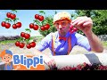 Blippi Visits A Cherry Farm Healthy Eating For Children Educational Videos For Kids