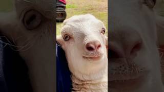 Download lagu Suara Binatang | Suara domba | belajar mengenal hewan ternak | #animals #domba#goat #animalsounds mp3