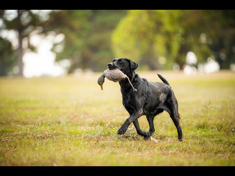 2023 SUPER RETRIEVER SERIES CROWN CHAMPIONSHIP - Amateur Division recap Final Show 2