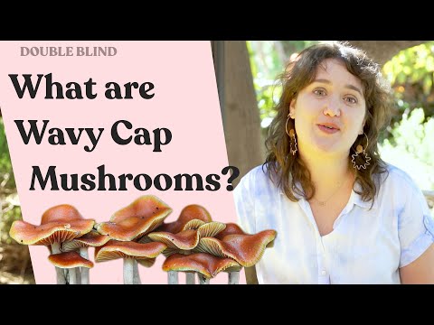 Wavy Cap Mushroom Look Alikes