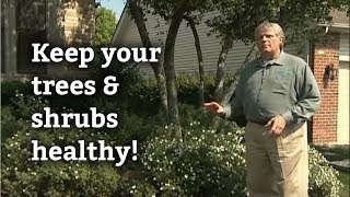 How to Care for Trees & Shrubs -- Fertilization & Landscape Disease Control