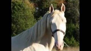 preview picture of video 'Gen's Ivory Bandit- TWH Stallion at Stud- It Just Comes Natural!'