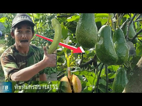 BARU SADAR TERNYATA ALPUKAT CEPAT BUAH DENGAN PERLAKUAN  INI/AVOCADO TREE/HOW TO AVOCADO BONSAI TREE