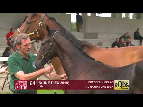 Show Aqps Ouest 2019 : Lot 64 - N(UNE D'EX 2019)