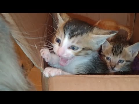 Mother Cat Who Lost Her Kittens Wants To Adopt Someone Else's Kittens