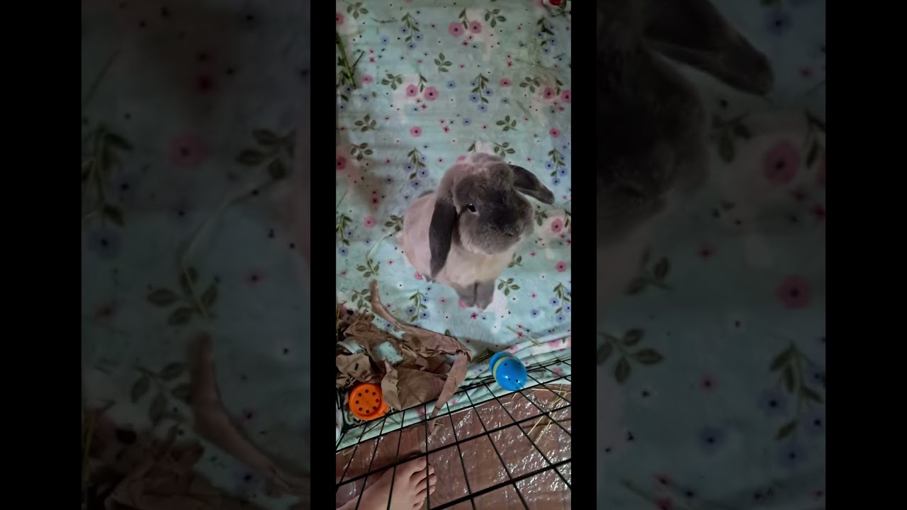 Enlarge Floppy Joe, aka "Joey", a ADOPTABLE Mini Lop in Huntsville, AL video 5/5