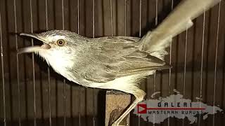 Download lagu Suara Ciblek Sawah Jantan Gacor Ngeklik Cocok Buat Pikat Ciwah / Prenjak Alang Liaran Di Alam mp3