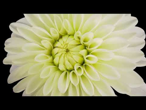 Blooming Flowers Timelapse
