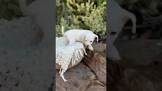 Video preview image #1 Dachshund Puppy For Sale in Corona, CA, USA