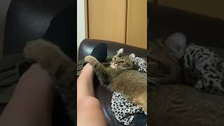足を噛んでくる猫【毎日投稿17日目】