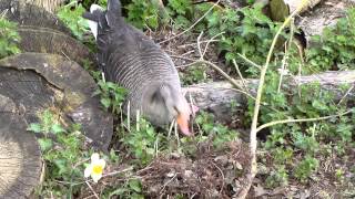 preview picture of video 'Greylag nest building'