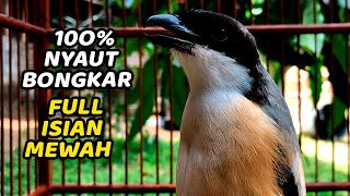 Download lagu SUARA CENDET GACOR ❗️ MASTERAN CENDET GACOR FULL ISIAN 100% AMPUH UNTUK PANCINGAN PENTET mp3