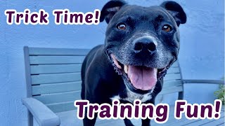 Would You Like to Teach Your Dog Some Fun Tricks?