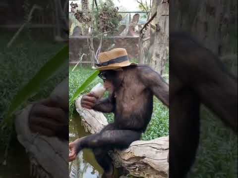Funny Monkey eating #monkey #monkeyeating #funnyshorts