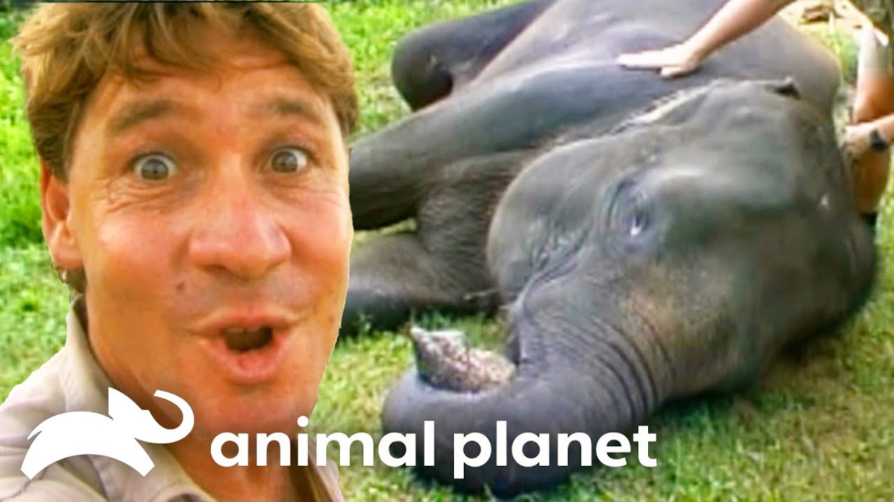 Steve Irwin Swims with the Elephants of Indonesia! | The Crocodile Hunter | Animal Planet