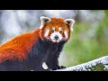 4k Nature 4k Ultra HD 4k Animals 4k Landscape 4k Peaceful Nature 4k Relaxation 4k 4k Latest