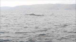 preview picture of video 'Whale & Dolphin Watching on the Wild Atlantic Way'