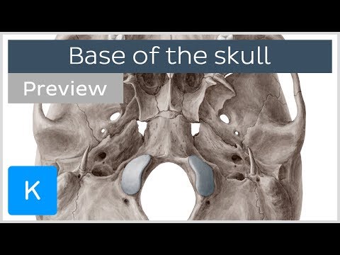 Inferior View of the Base of the Skull (preview) - Human Anatomy | Kenhub