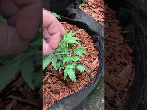 Как правильно поливать рассаду #конопля#марихуана#индор#выращиваниевтеплице