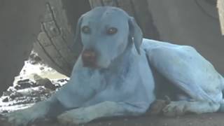 Indian Blue Dogs Blamed On River Pollution