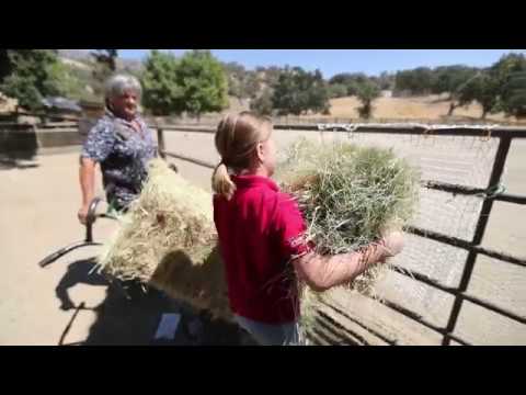 freedom feeder full bale slow feed hay net