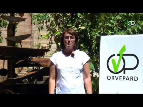 Inici de la festa major del Barri de Pardinyes 2016! - PARDINYES TV