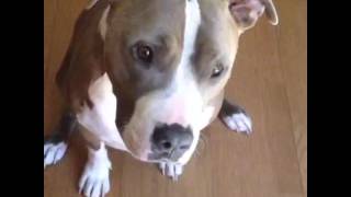主人丟食物偷加花椰菜　挑食比特犬咬下一秒噴出