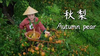 Download lagu Plateau Autumn Pears — Nature’s Gift of Smoothness, Time’s Brew of Sweetness【滇西小哥】 mp3