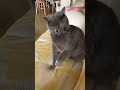 Cute Cats ‍ Fyp CuteFunnyCats Part 3714