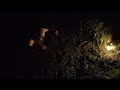 Night Light - Gostynin Bogs 2025 | Day 3-1
