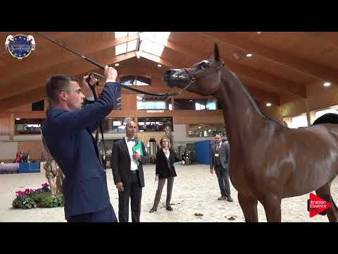 N 39 PROTEKCJA   European Championship 2019   2 Years Old Fillies Class 4