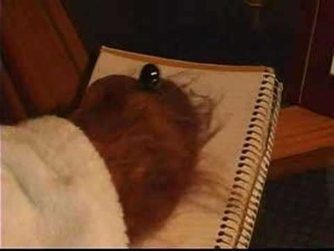 GALADINA Presents "Manis"