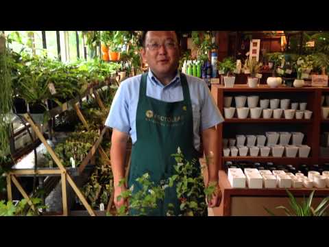 園芸 レンギョウ、ガエナリ、ゴールデンサンゴ