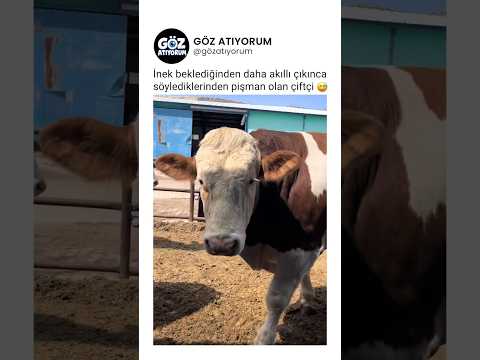 İnek beklediğinden akıllı çıkınca söylediklerinden pişman olan çiftçi 😅