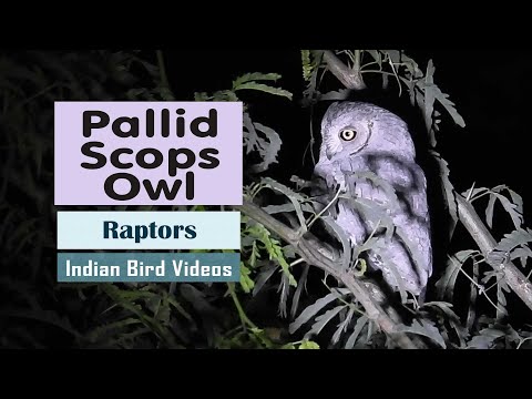 Otus brucei nocny lov India