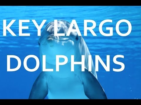 Dolphins swimming on tropical reef Key Largo Florida in 4k