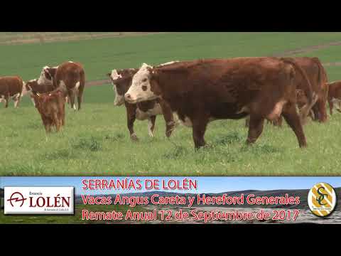 06-09-17 Vacas Angus Careta y Hereford Gral. - Dia de Campo Cabaña Lolén - C. Suarez